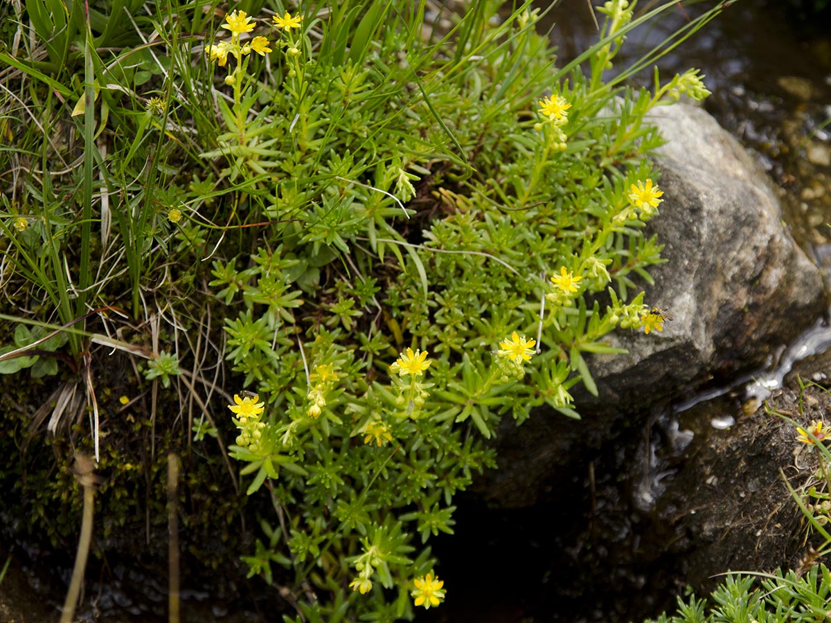 Saxifraga aizoides